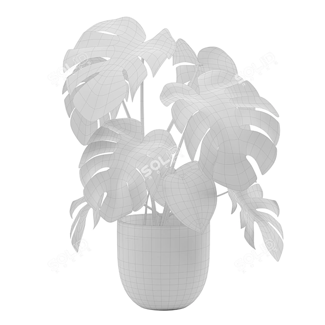 Tropical Monstera Houseplant 4K 3D model image 3