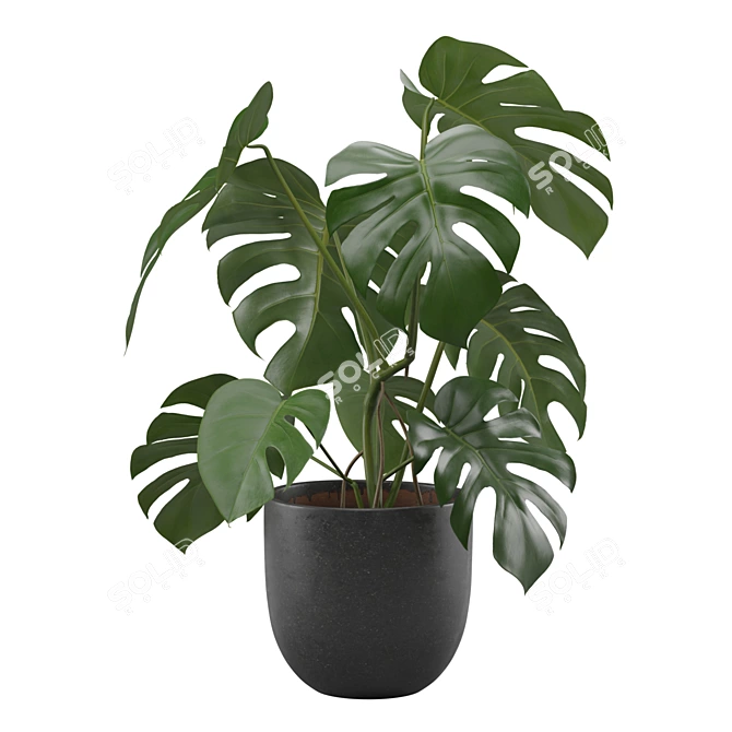 Tropical Monstera Houseplant 4K 3D model image 4