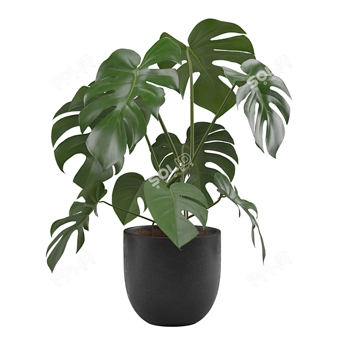 Tropical Monstera Houseplant 4K 3D model image 5