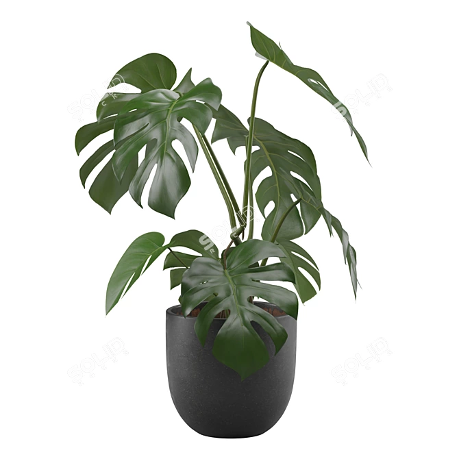 Tropical Monstera Houseplant 4K 3D model image 6