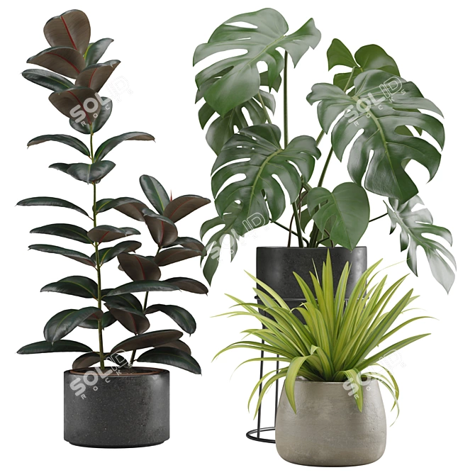 Exotic Indoor Plant Pack Collection 3D model image 1