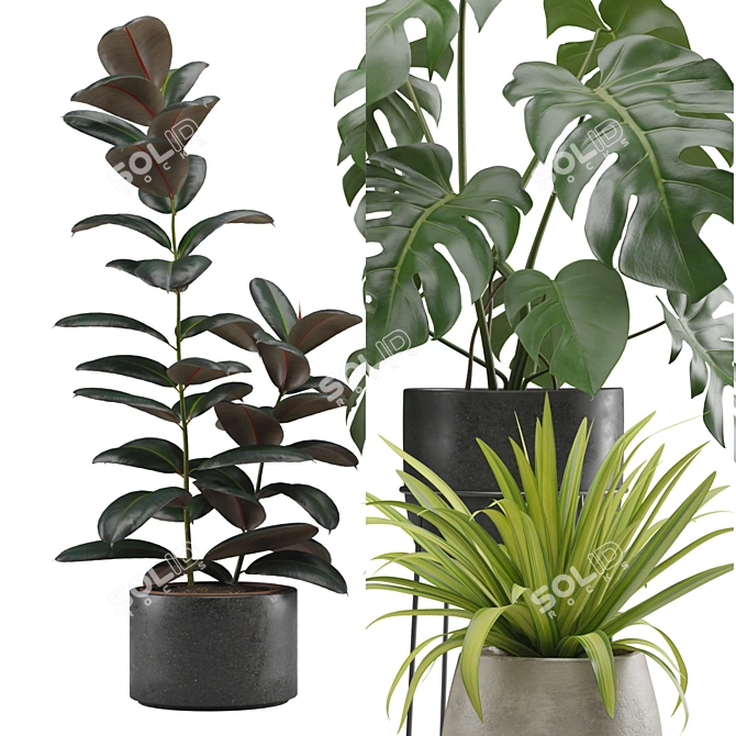 Exotic Indoor Plant Pack Collection 3D model image 2