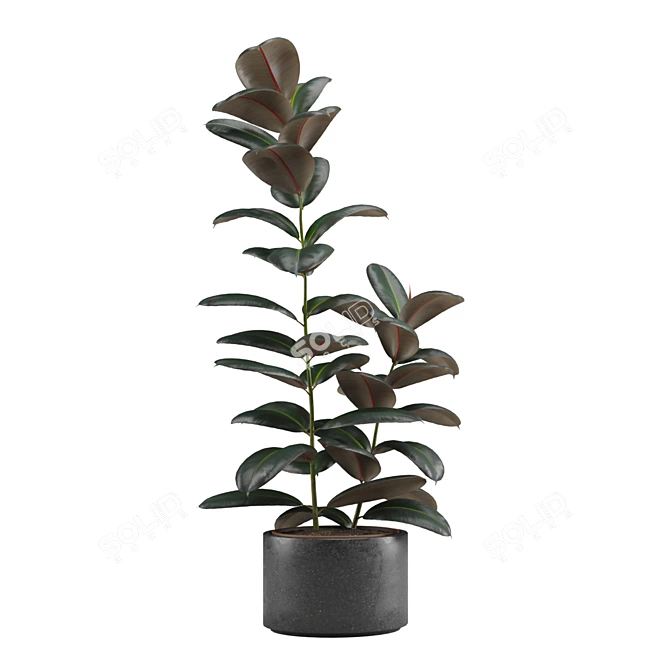 Exotic Indoor Plant Pack Collection 3D model image 6