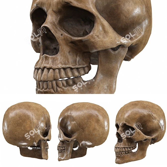 Low-Poly Skull 3D Model 3D model image 3