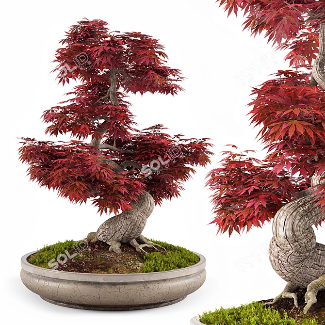 Miniature Bonsai Japanese Maple Tree 3D model image 1