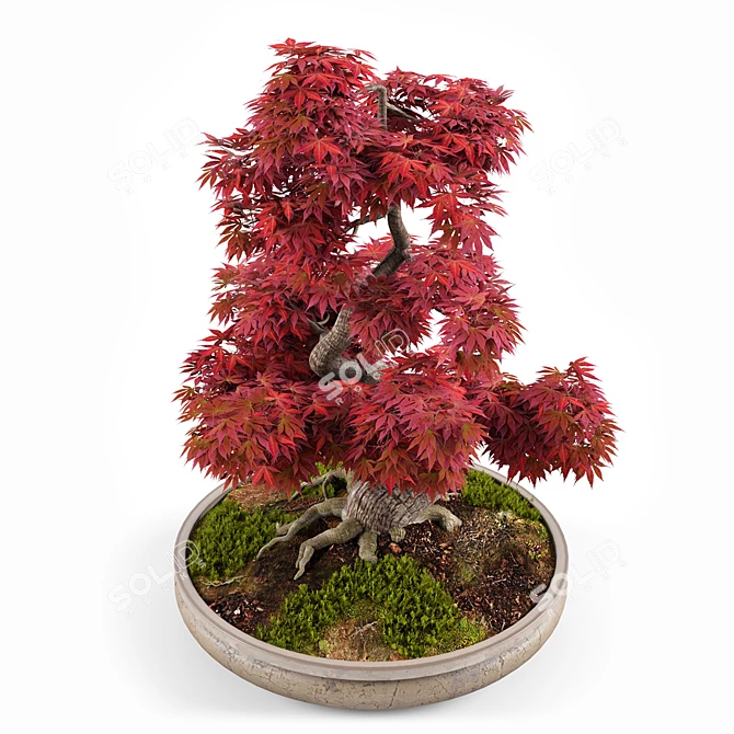 Miniature Bonsai Japanese Maple Tree 3D model image 2