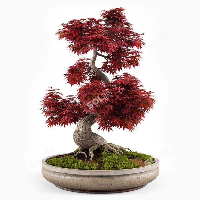 Miniature Bonsai Japanese Maple Tree 3D model image 3