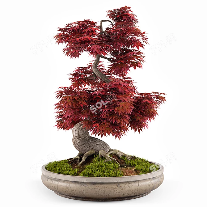 Miniature Bonsai Japanese Maple Tree 3D model image 5