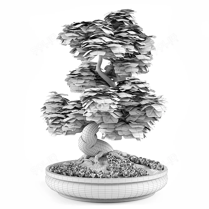 Miniature Bonsai Japanese Maple Tree 3D model image 6