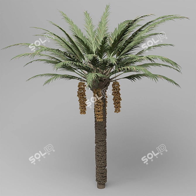 Natural Date Palm Tree Model 3D model image 1