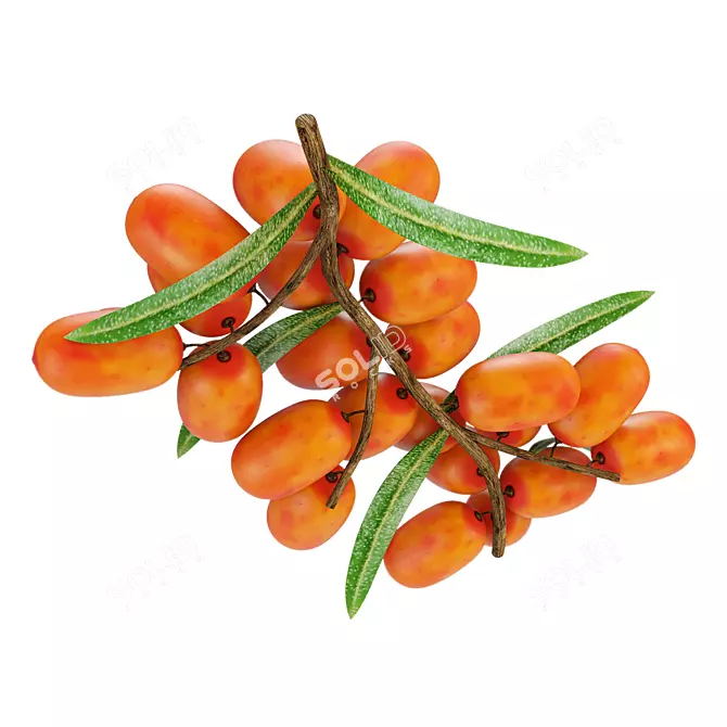 Sea Buckthorn Branch 3D Model 3D model image 2