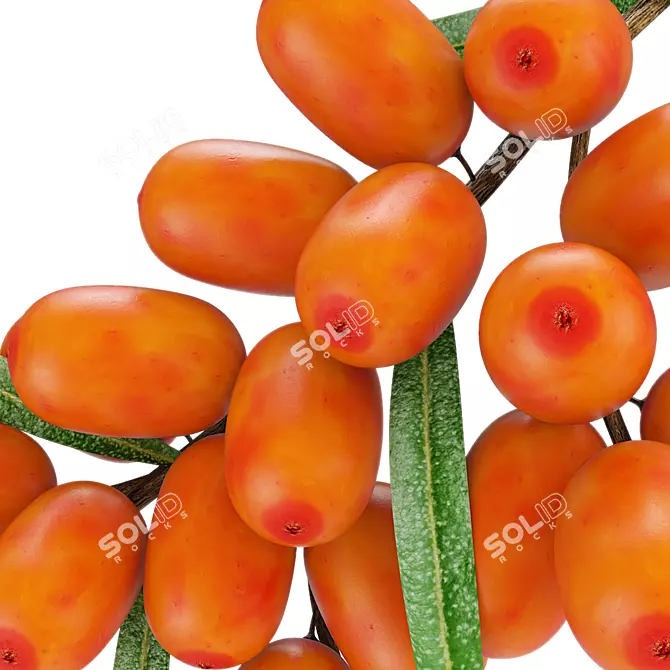 Sea Buckthorn Branch 3D Model 3D model image 3