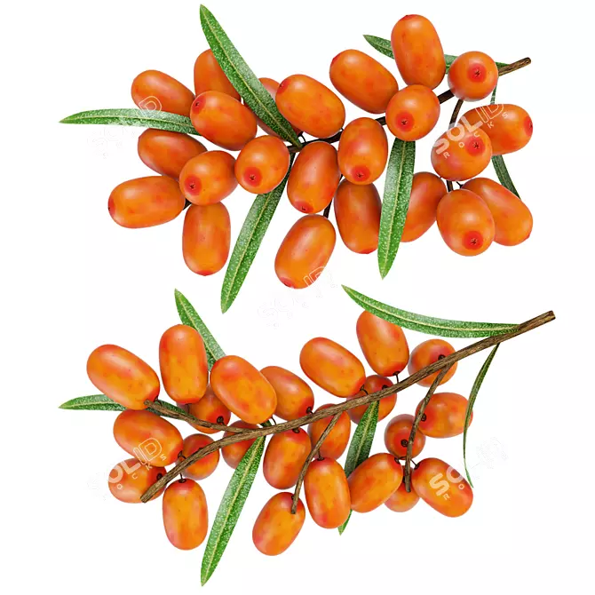 Sea Buckthorn Branch 3D Model 3D model image 4