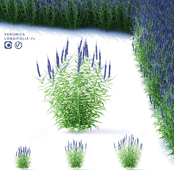 Veronica Longifolia Plant Collection 3D model image 1