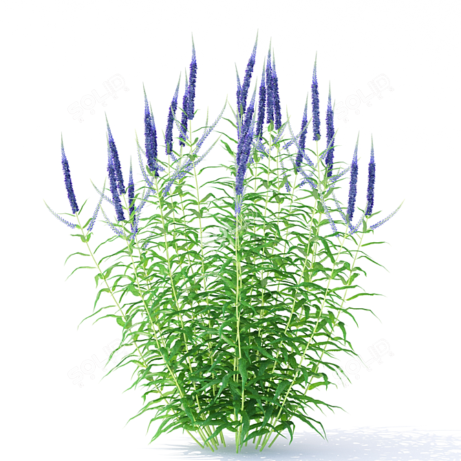 Veronica Longifolia Plant Collection 3D model image 2