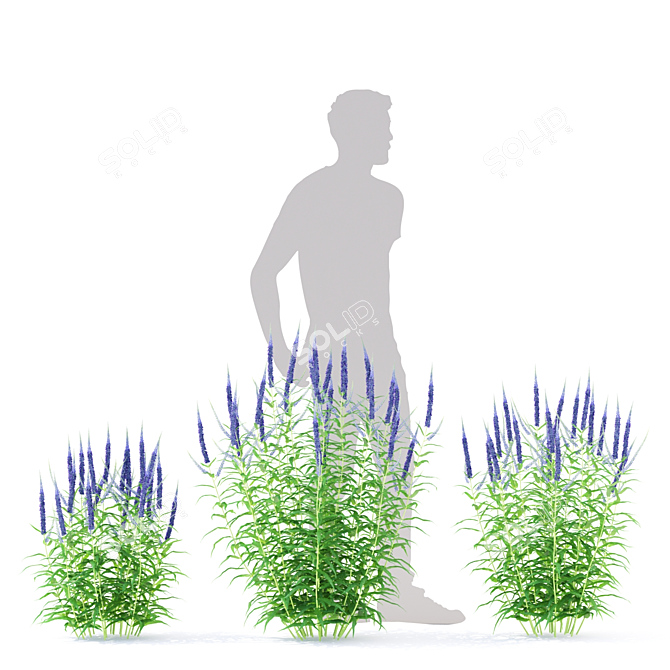 Veronica Longifolia Plant Collection 3D model image 4