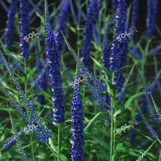 Veronica Longifolia Plant Collection 3D model image 5