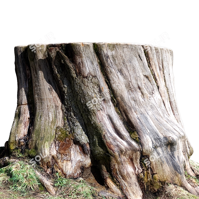  Wood Stump 3D Scan 3D model image 4