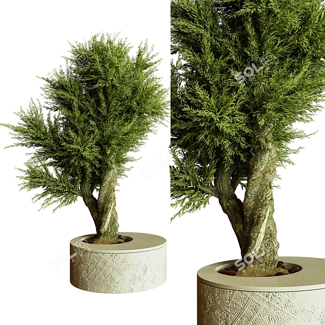 BonVray Bonsai Indoor Plant 3D model image 3