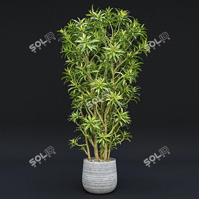 Tropical Indoor Plant Set 9 3D model image 3