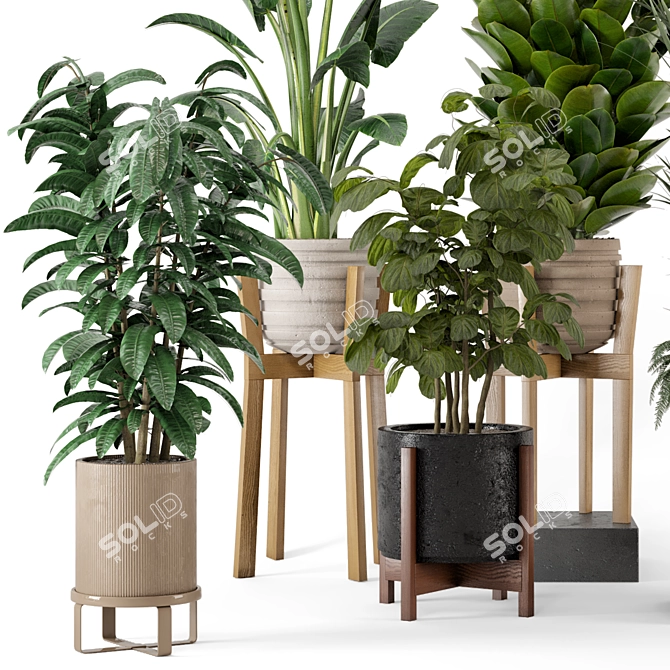 Large Indoor Plants Set FermLiving 3D model image 2