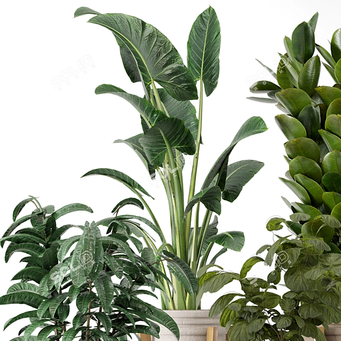 Large Indoor Plants Set FermLiving 3D model image 4