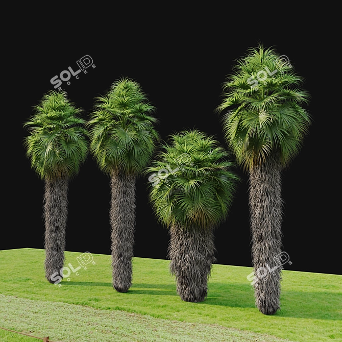 Mexican Fan Palm Trees, Pair 3D model image 2