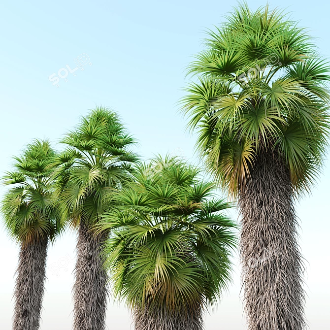 Mexican Fan Palm Trees, Pair 3D model image 3