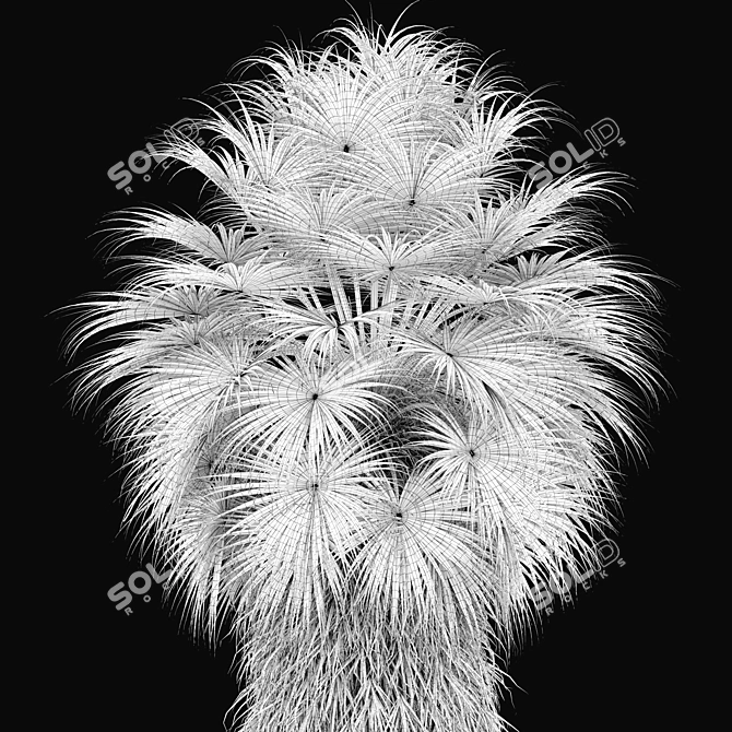 Mexican Fan Palm Trees, Pair 3D model image 4