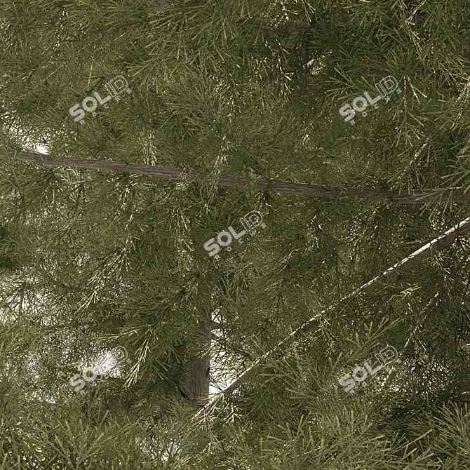 3 Cyprus Cedar Tree Models 3D model image 3