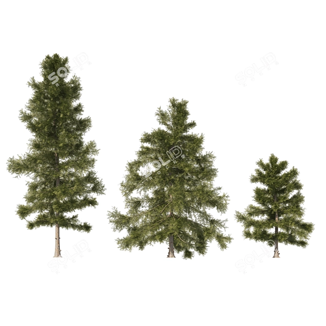 3 Cyprus Cedar Tree Models 3D model image 4