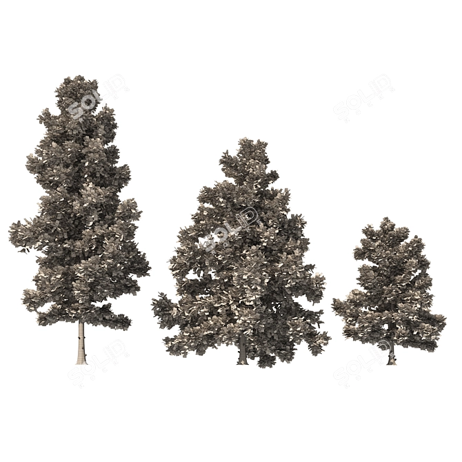 3 Cyprus Cedar Tree Models 3D model image 6