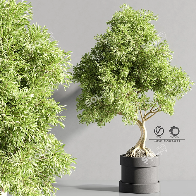 Bonsai Plant Models Bundle 3D model image 1