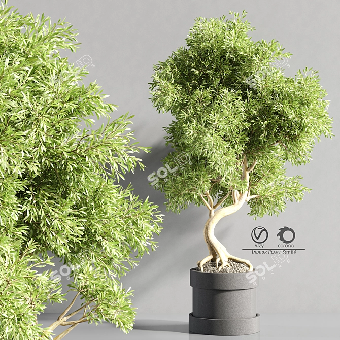 Bonsai Plant Models Bundle 3D model image 2