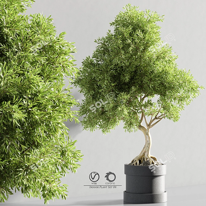 Bonsai Plant Models Bundle 3D model image 3