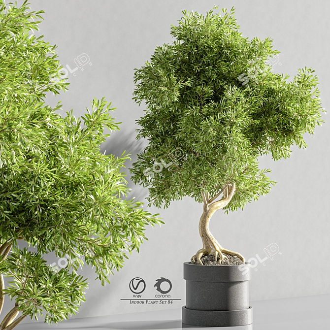 Bonsai Plant Models Bundle 3D model image 4