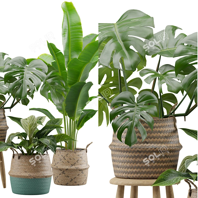 Exotic Indoor Plant Collection Pack 3D model image 2