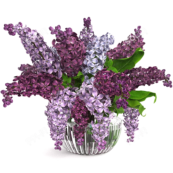 Lavender Beauty 3D Model  3D model image 2