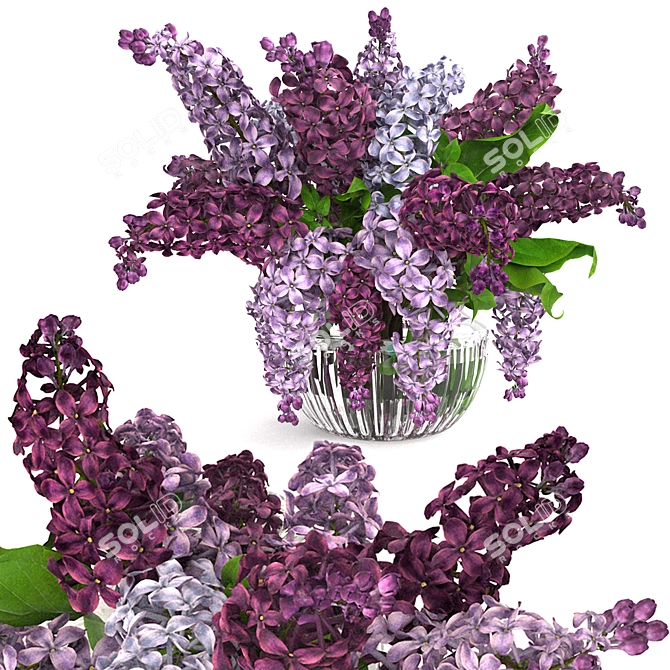 Lavender Beauty 3D Model  3D model image 6