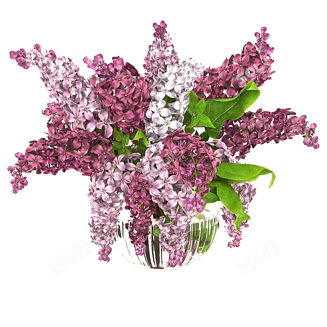 Lavender Beauty 3D Model  3D model image 10