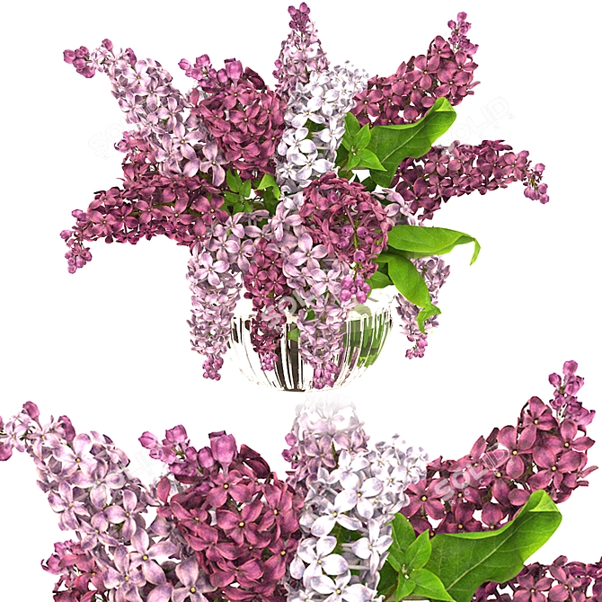 Lavender Beauty 3D Model  3D model image 11