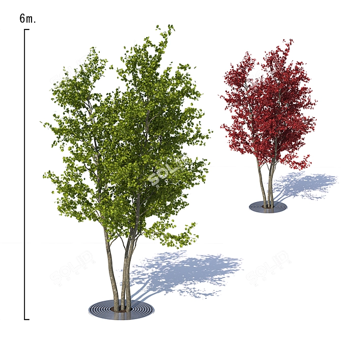 City Maple Trees with Grate 3D model image 1