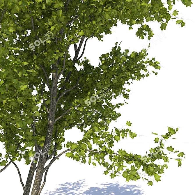 City Maple Trees with Grate 3D model image 2