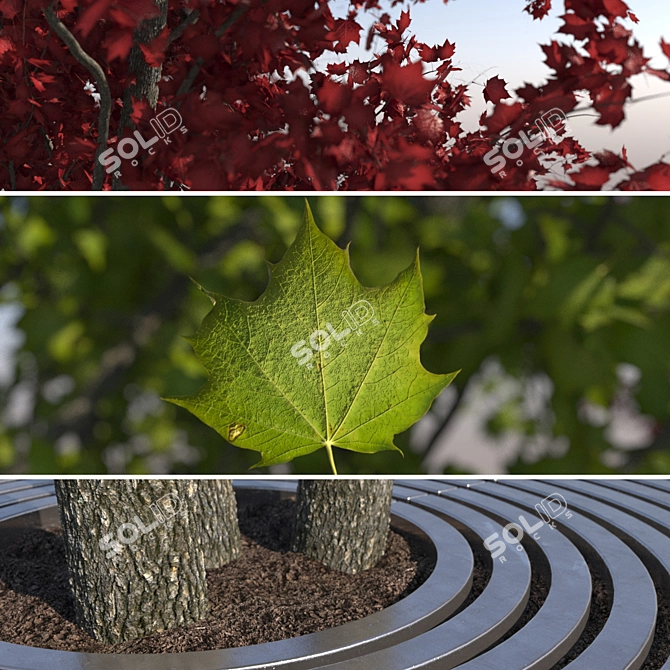 City Maple Trees with Grate 3D model image 3