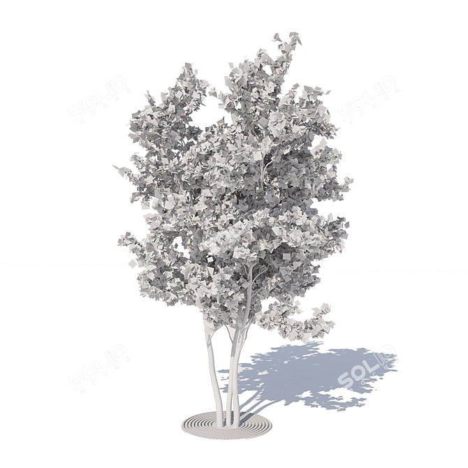 City Maple Trees with Grate 3D model image 4