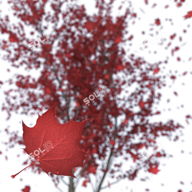 Autumn Red Urban Maple Tree 3D model image 3