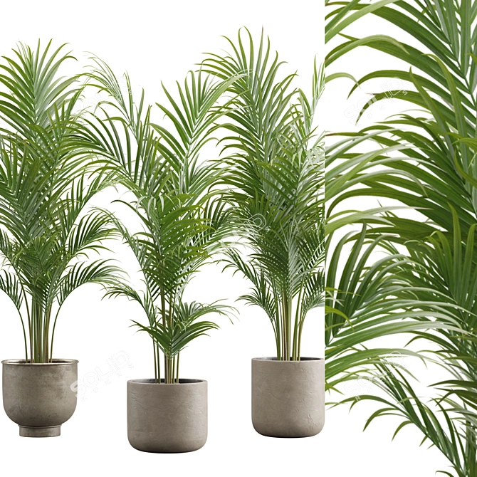 Exotic Areca Palm Set 3D model image 2