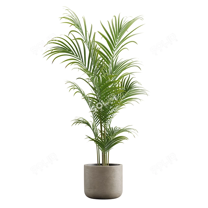 Exotic Areca Palm Set 3D model image 6