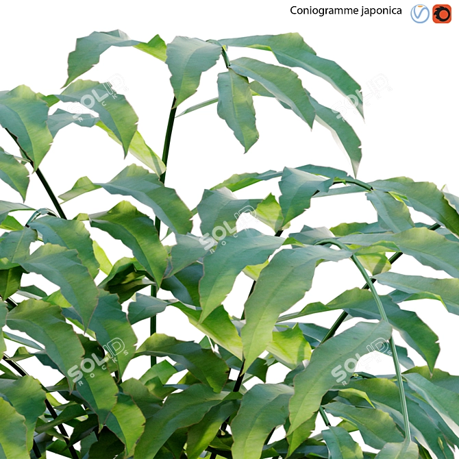 Archive Bundle: 3D Models & Textures 3D model image 2