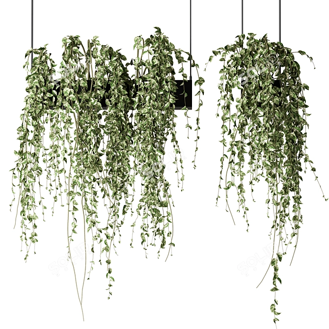 Elegant Hanging Plants Collection 3D model image 1